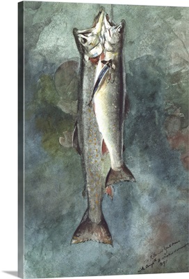 Two Trout, 1891