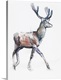 image thumbnail of Big drawing on canvas of a deer on a blank backdrop.