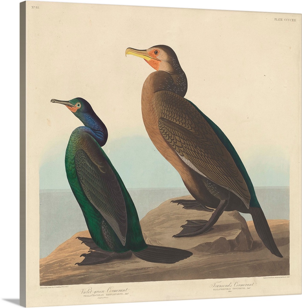 Violet-green Cormorant and Townsend's Cormorant, 1838, coloured engraving.  By John James Audubon (1785-1851).