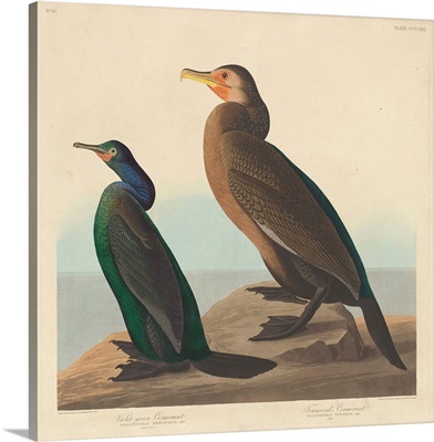 Violet-green Cormorant and Townsend's Cormorant, 1838