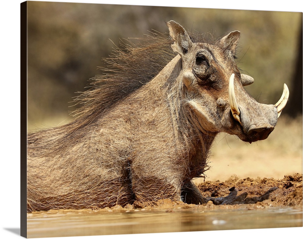 5172077 Warthog, Mount Etjo Namibia, 2018 (photograph) by Meyer, Eric; Private Collection;  in copyright.

PLEASE NOTE: ...