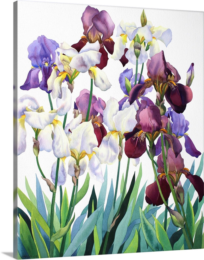 White and Purple Irises by Ryland, Christopher