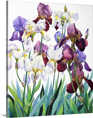 White And Purple Irises