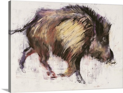 Wild Boar Trotting, 1999