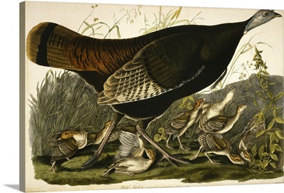 Wild Turkey, Engraved By William Home Lizars