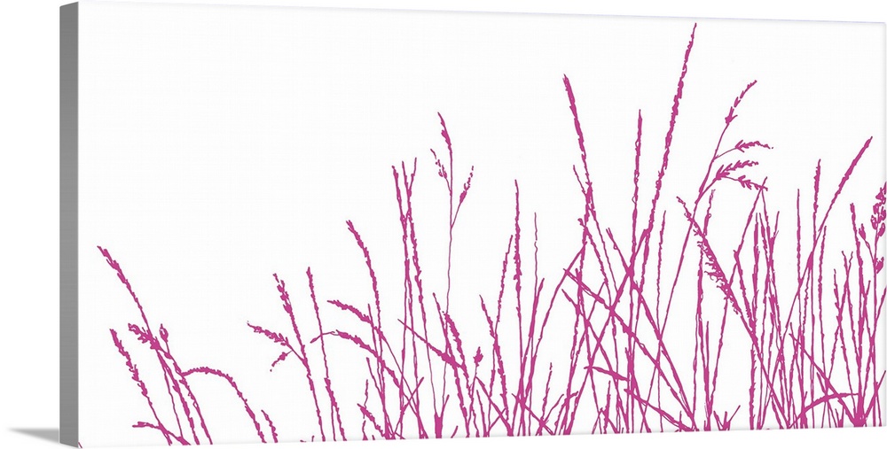 Tall red grass against a white background.