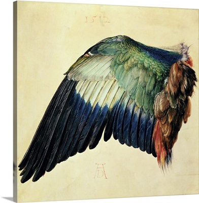 Wing of a Blue Roller, 1512