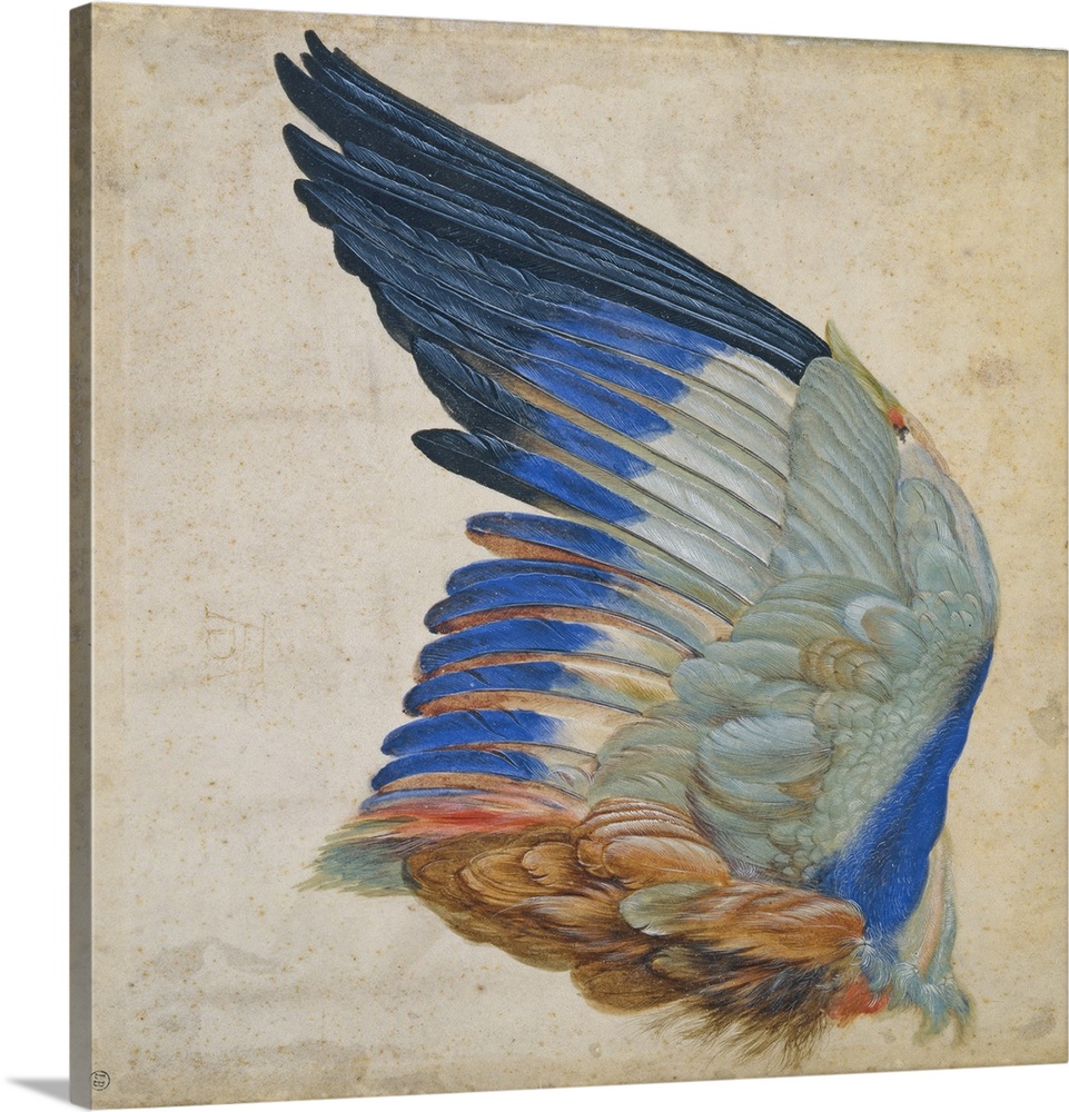 Wing of a Blue Roller, copy of an original by Albrecht Durer of 1512