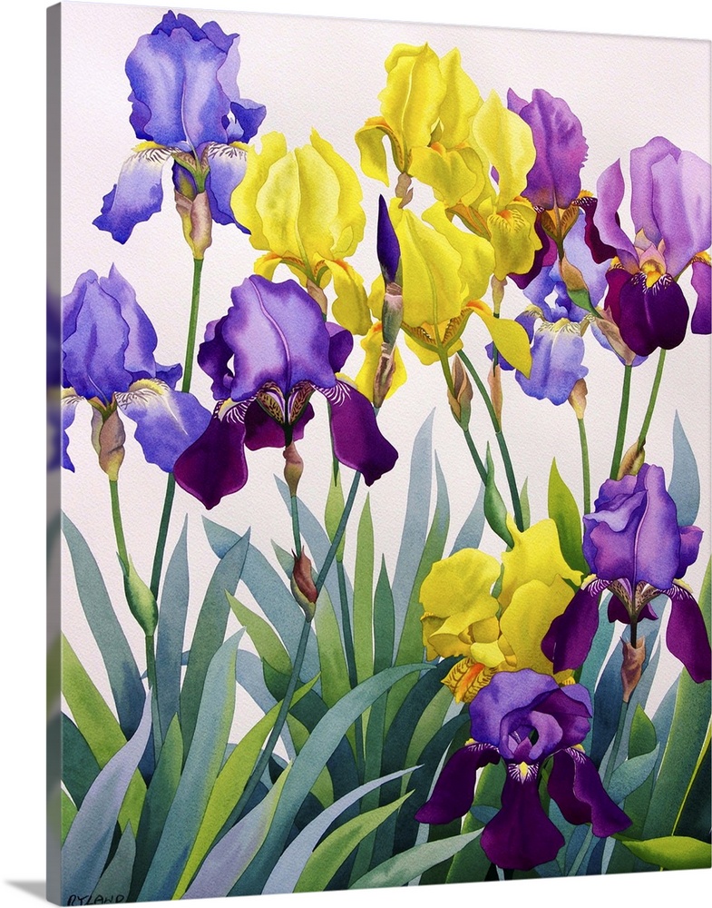 Yellow and Purple Irises Wall Art, Canvas Prints, Framed Prints, Wall ...