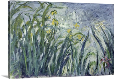Yellow And Purple Irises, 1924-25