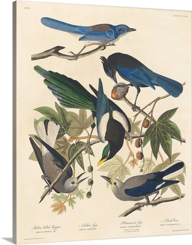 Yellow-billed Magpie, Stellers Jay, Ultramarine Jay and Clark's Crow, 1837, coloured engraving.  By John James Audubon (17...