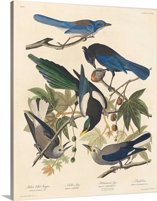 Yellow-billed Magpie, Stellers Jay, Ultramarine Jay and Clark's Crow, 1837