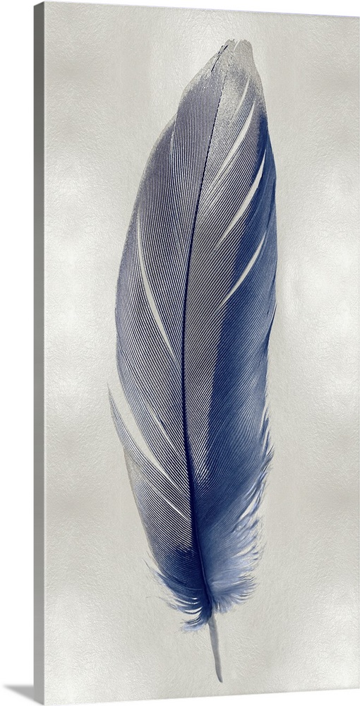 Illustration of a blue feather with metallic silver on a shiny silver background.