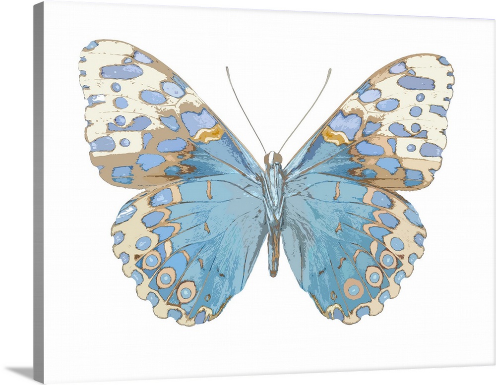 Illustration of a butterfly in shades of blue and brown on a white background.