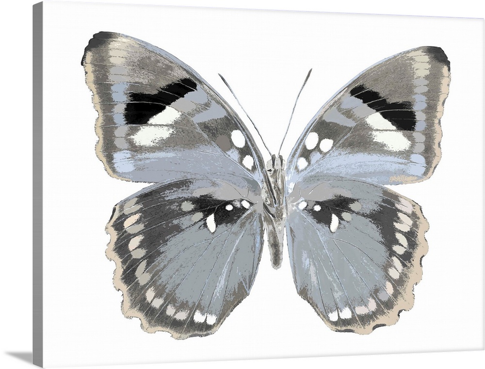 Illustration of a blue, gray, black, and white butterfly on a white background.