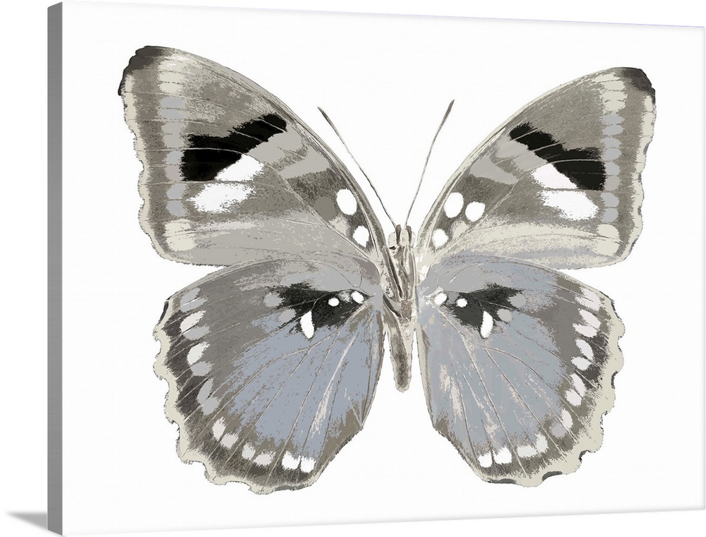 Illustration of a blue, gray, black, and white butterfly on a white background.