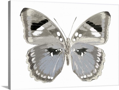 Butterfly in Grey II