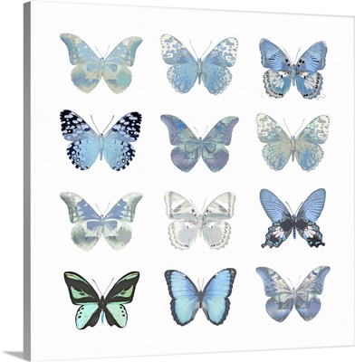 Butterfly Study in Blue I