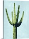 image thumbnail of Cactus on Blue III