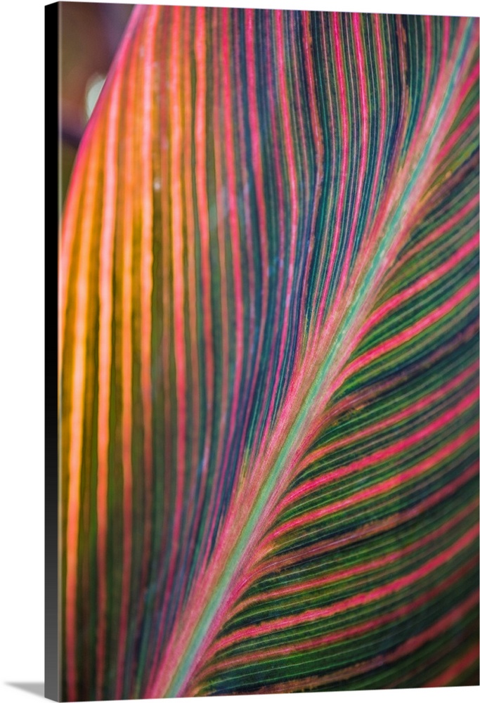Canna Lily Leaves II