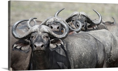 Cape Buffalos and Friend