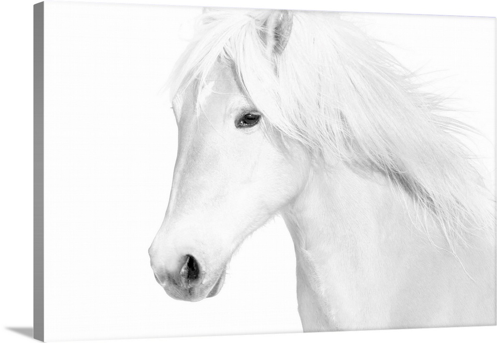 Medium shot photograph of a white stallion with a flowing mane against a white background.
