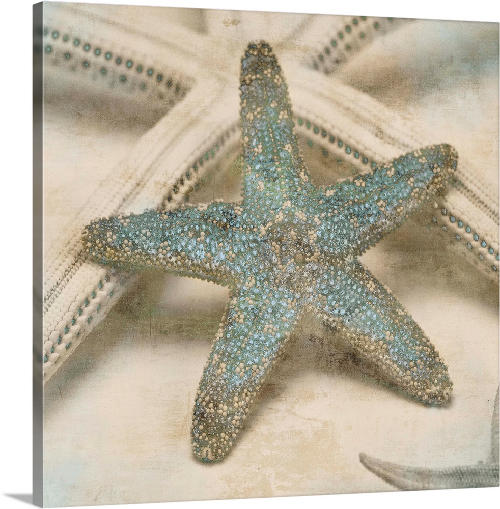 Square decor with cream and tan starfish that have teal highlights.