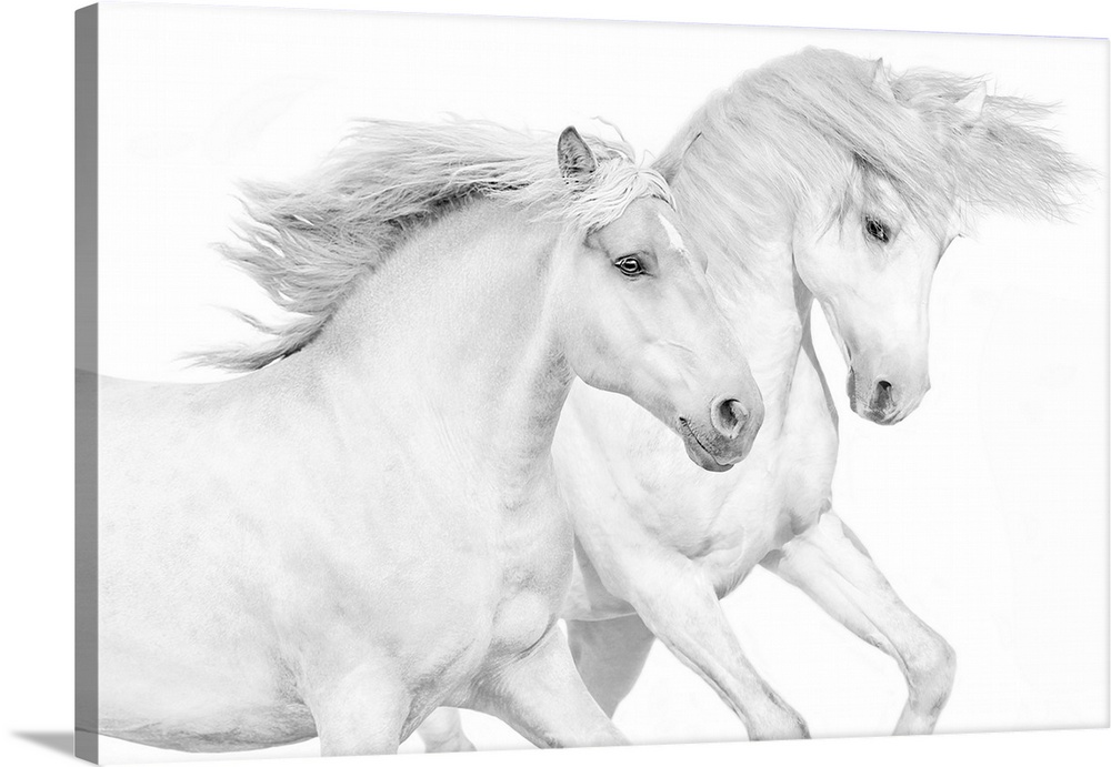 Photograph of galloping white horses against a white background.