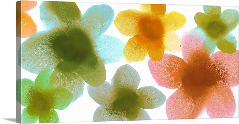 Colorful translucent floral silhouettes on a bright white background.