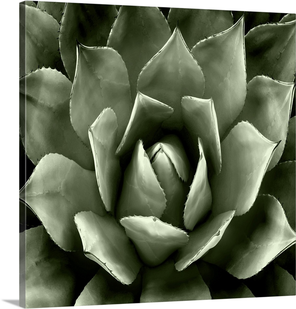 Square illustration of a muted green succulent.