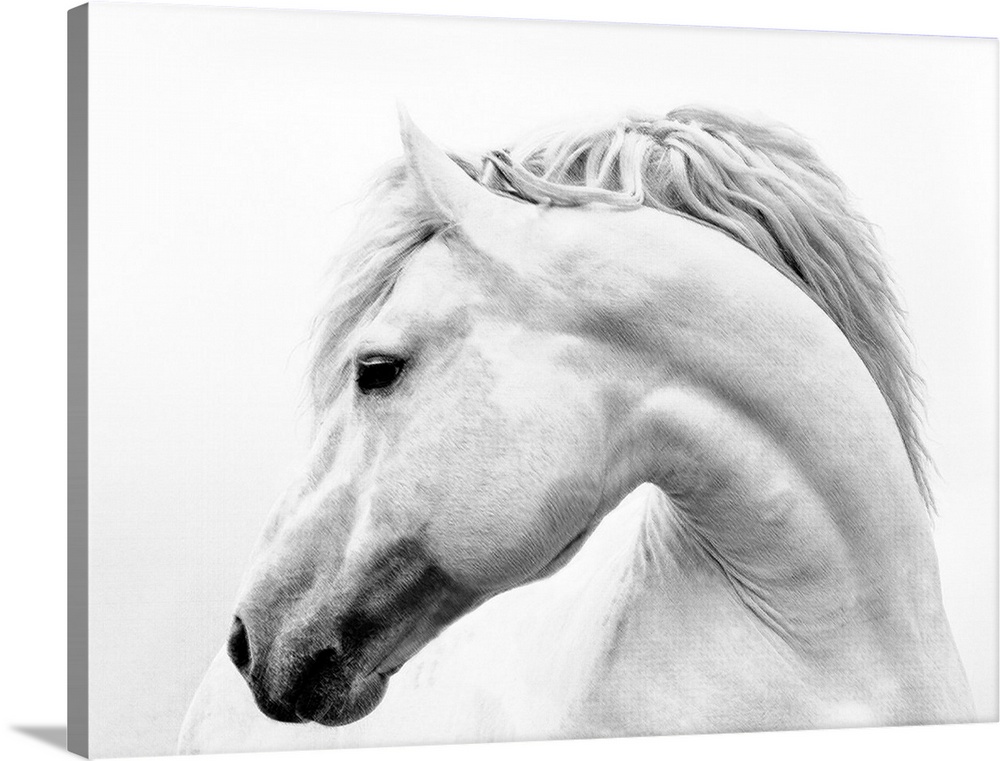 Black and white photograph of a white stallion with a flowing mane against a white background.