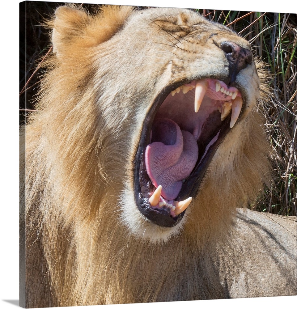 Square photograph of a lion roaring and showing off its large teeth.