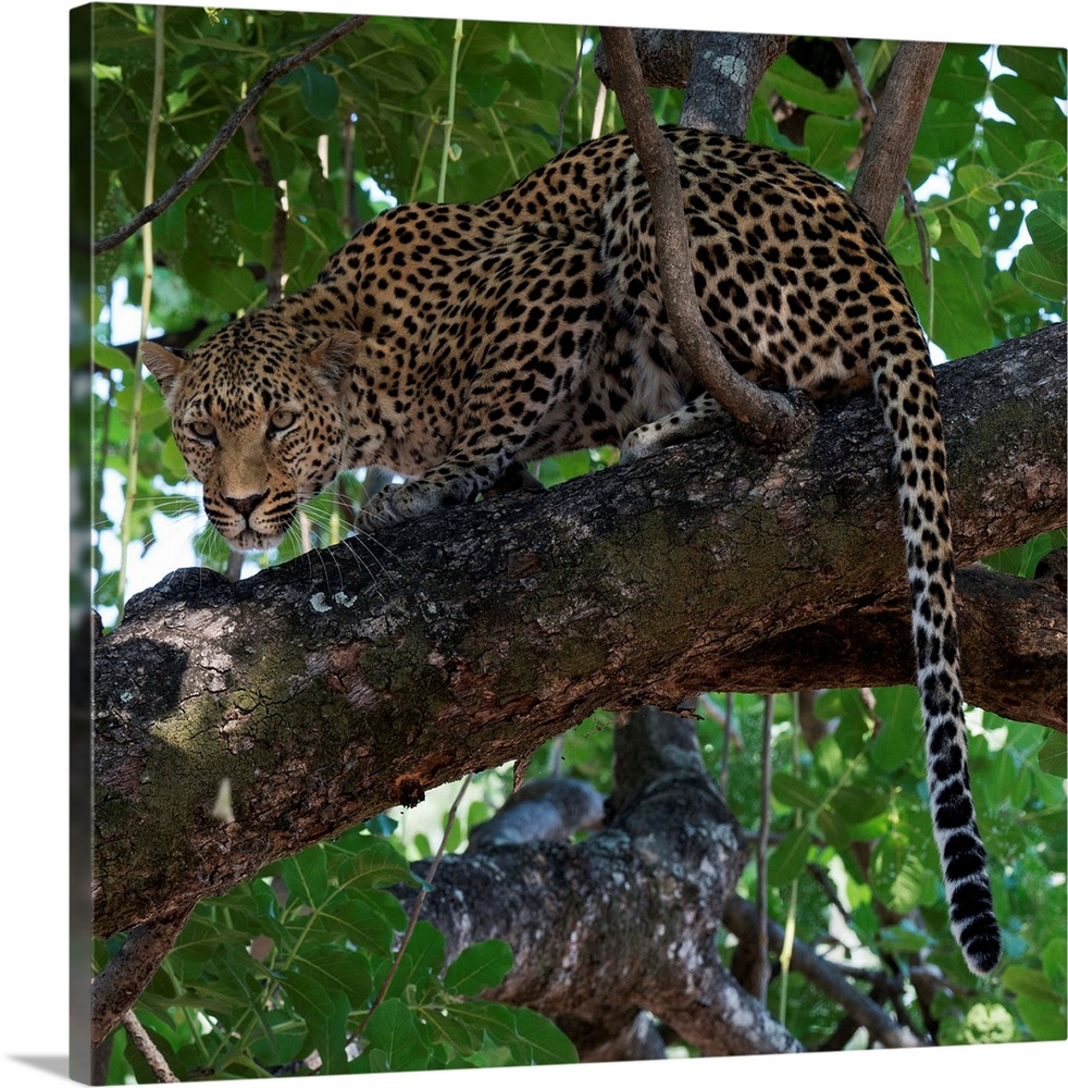 Square photograph of a leopard hunting from up in a tree.
