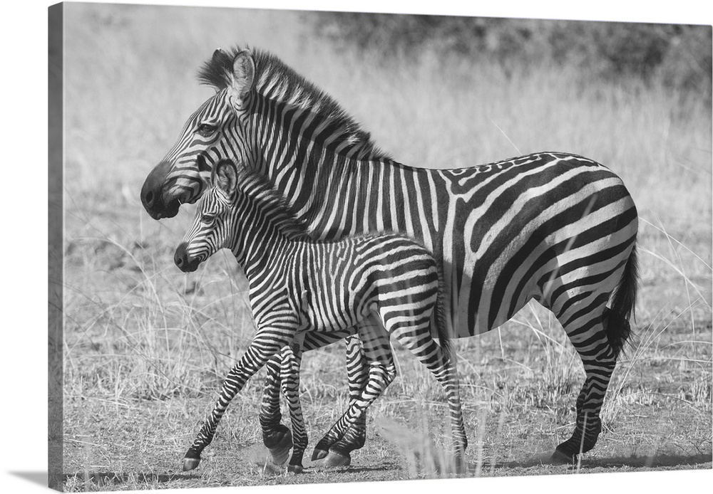 Black and white photograph of a mother and baby zebra walking side by side.