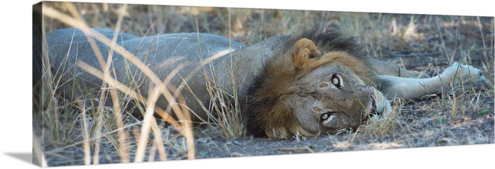 Panoramic photograph of a lion laying down and looking at the camera.