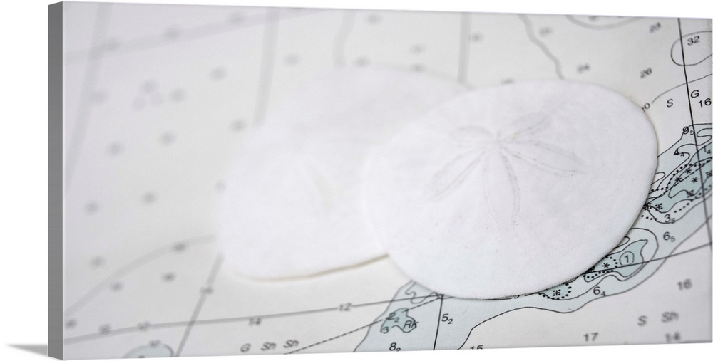 Photograph of two sand dollars on top of a map.