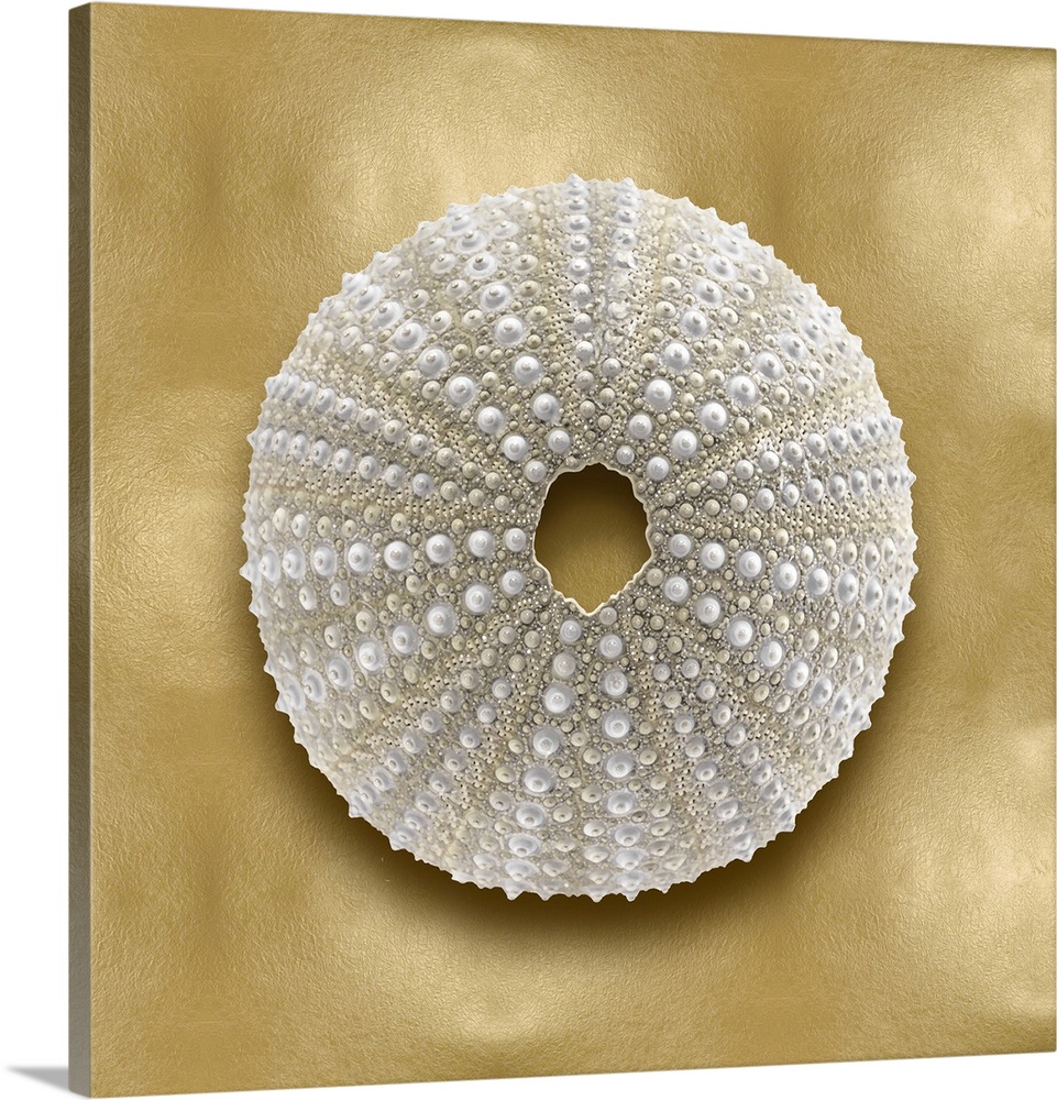 Square beach decor with an urchin on a gold background.