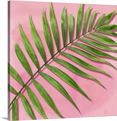Palm on Pink II