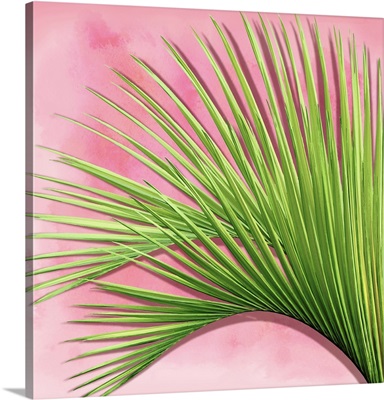 Palm on Pink IV