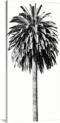 Palm Tree II