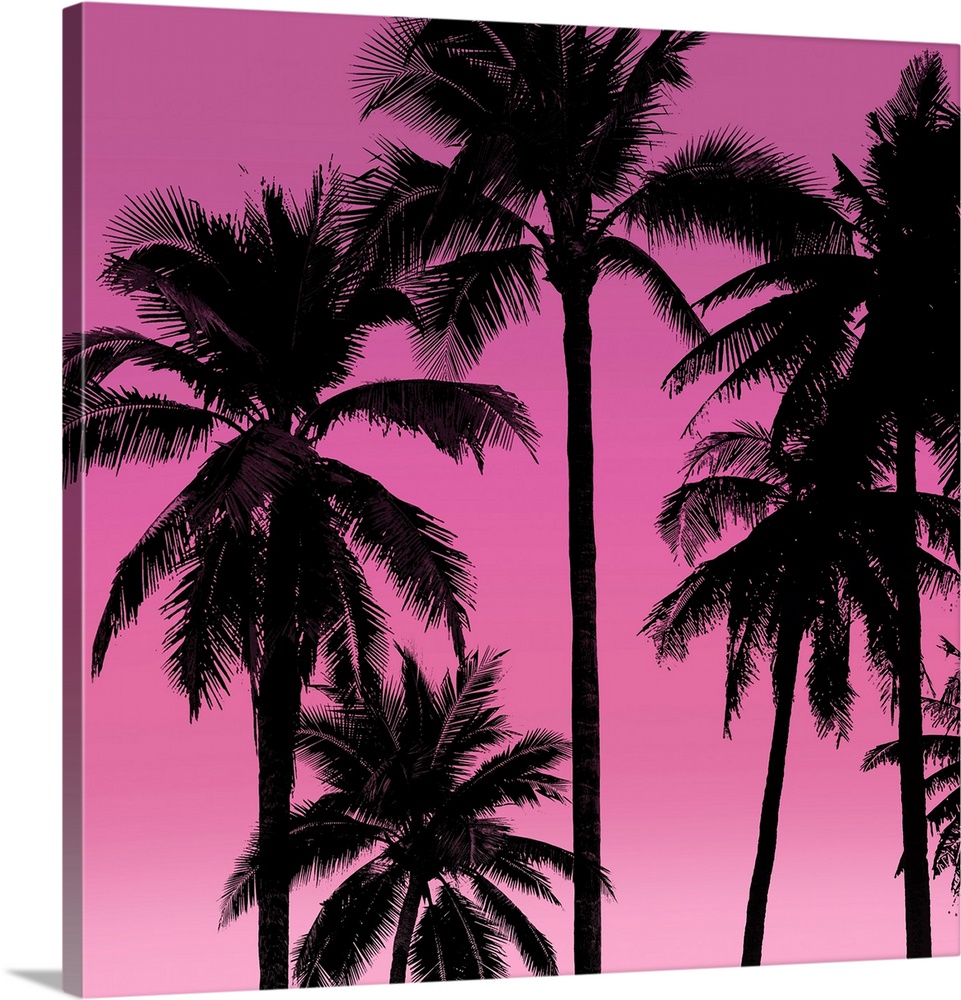 Palms Black on Pink I