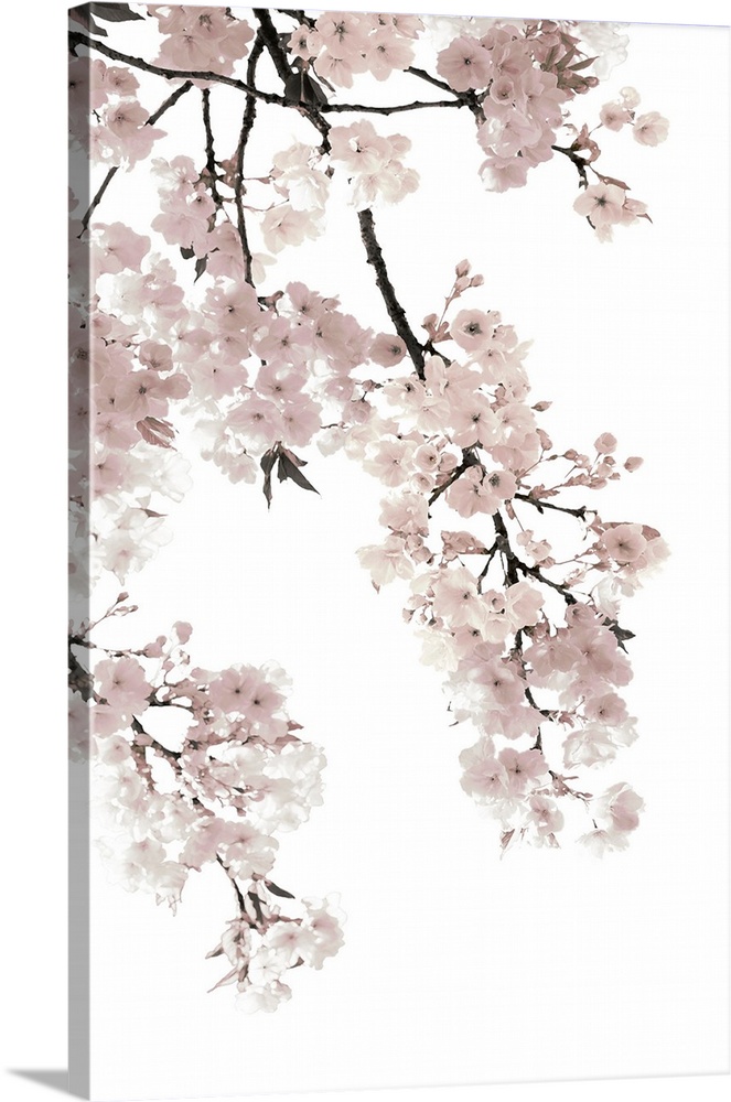 Pink Blossoms on White I