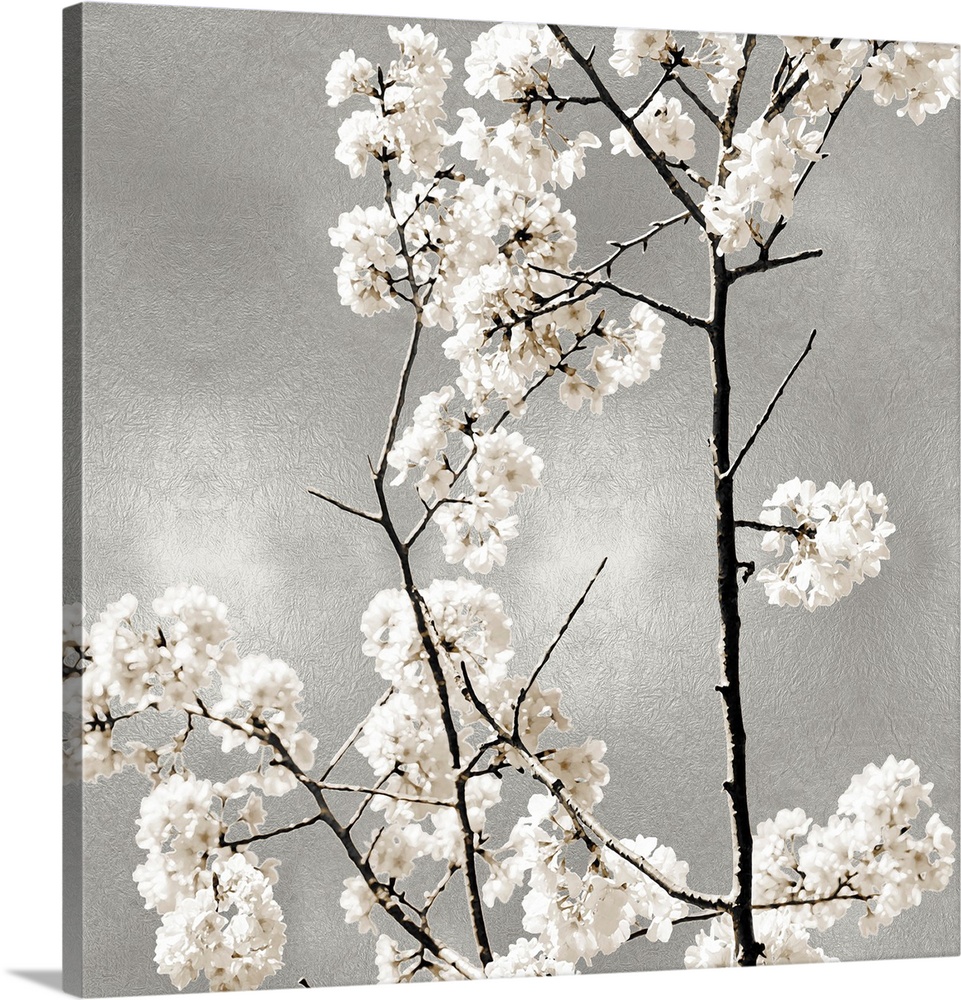 Silver Blossoms II