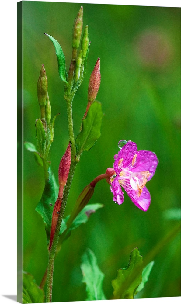 Nature photograph of a bright pink flower with water droplets and a lush green background.