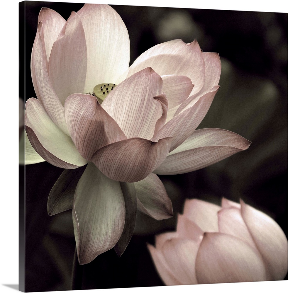 Square photograph of two lotus flowers in muted pink, green, and white hues.
