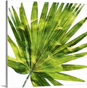 Tropical Palm IV image thumbnail