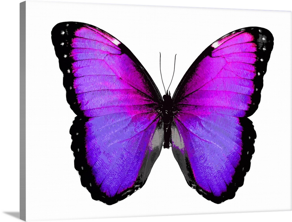 Illustration of a pink, purple, silver, and black butterfly on a white background.