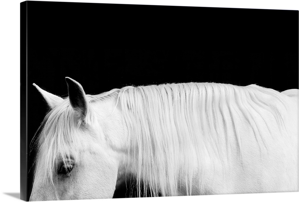 Black and white photograph of a white stallion with a flowing mane against a black background.