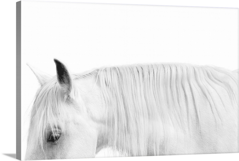 Close-up photograph of a white horse against a white background.
