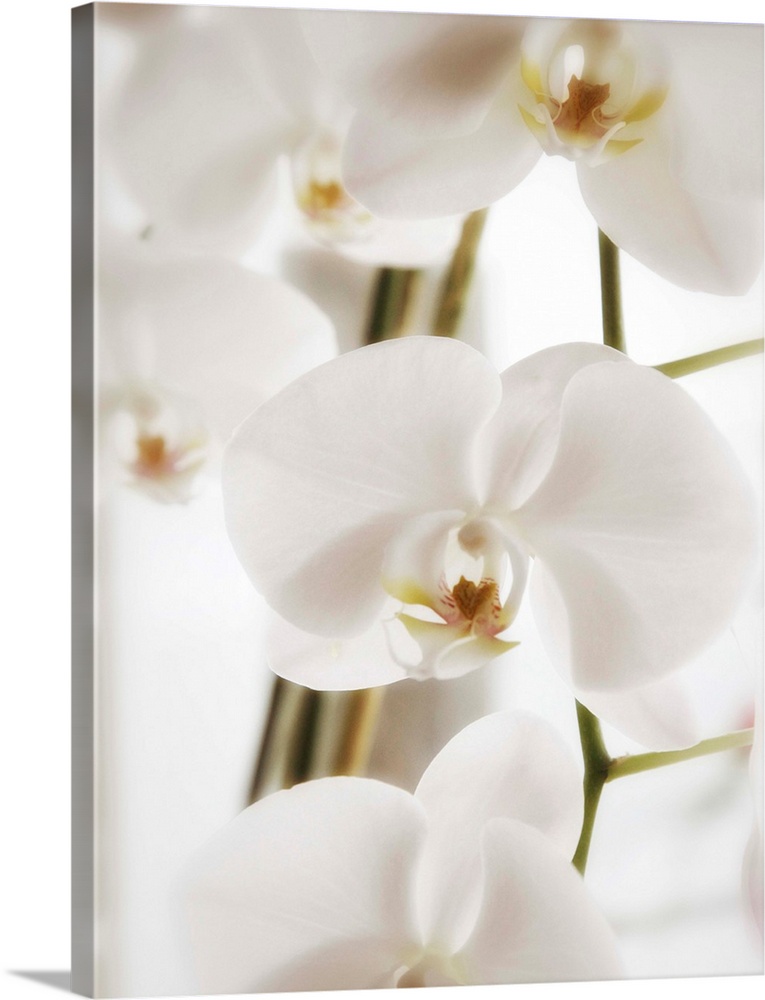 Dreamy photograph of beautiful white orchids with soft edges.